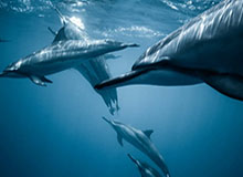 世界杯注册流程-【欧洲杯】凯恩加时致胜球 英格兰2比1丹麦首进决赛